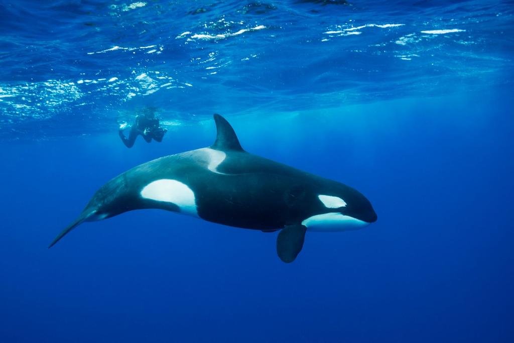orca blue whale news