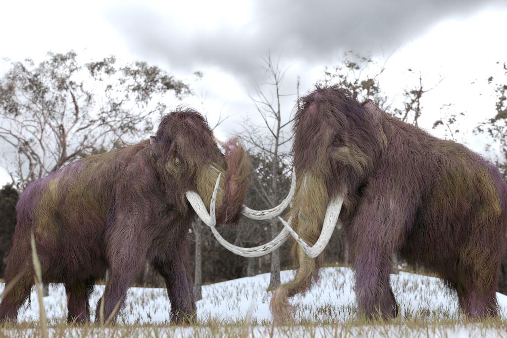 Woolly Mammoth Fossils Discovered