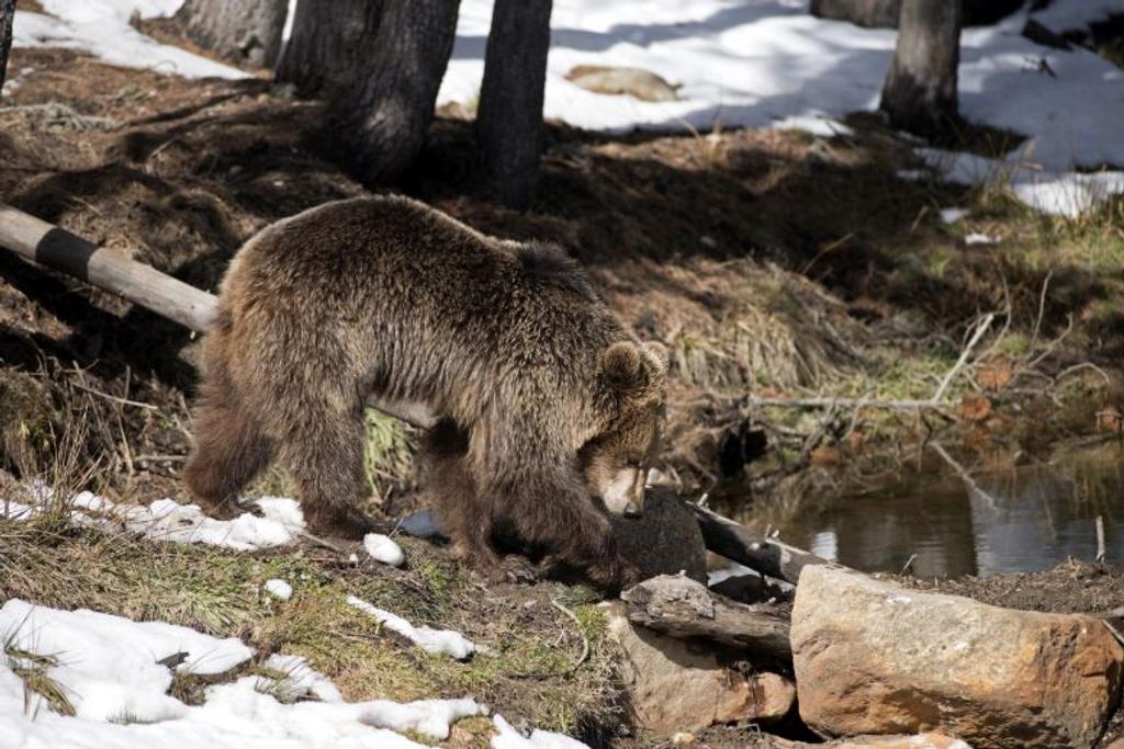 mother bear crosses lake
