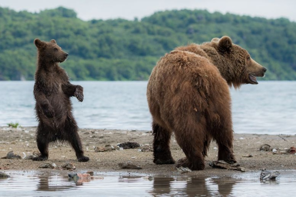 mother bear drowning cubs
