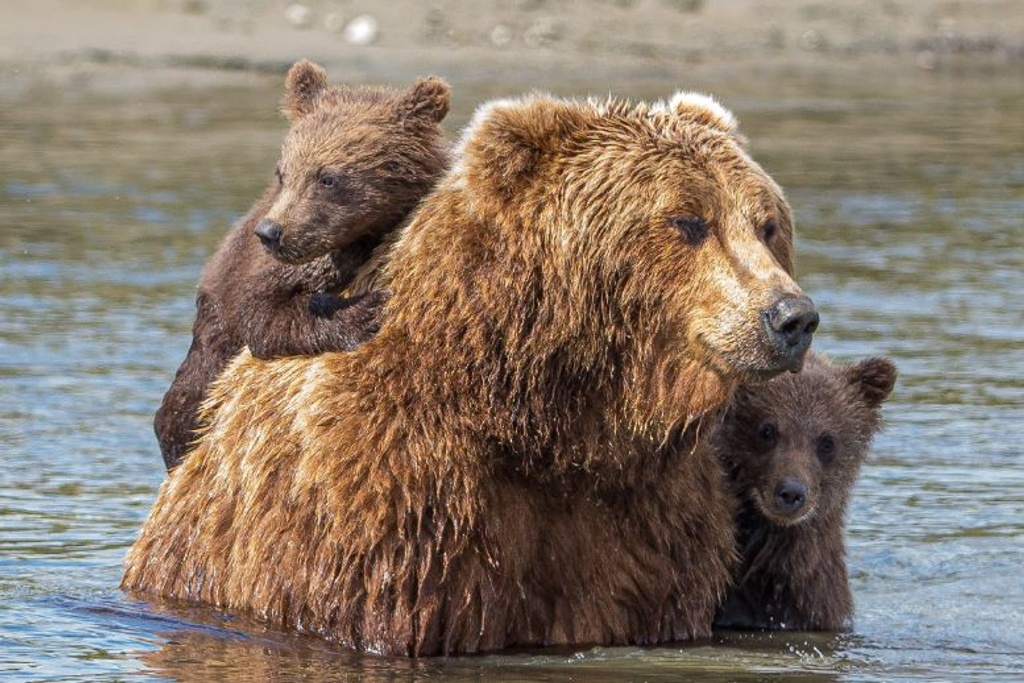 mother bear abandons cubs