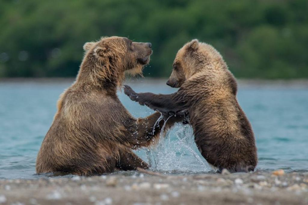 bear family crosses lake