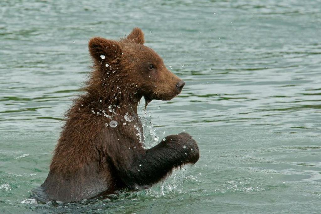 bear cubs dangerous lake