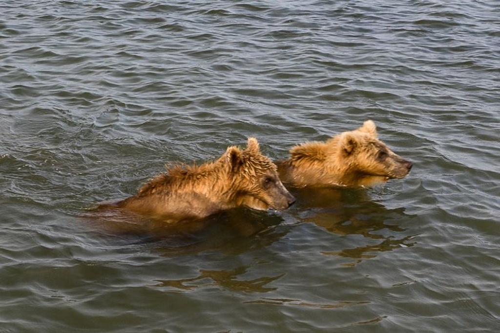 bears fishermen boat russia