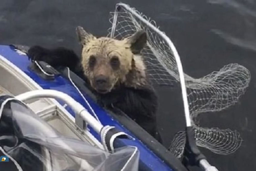 bear cub russia fishermen