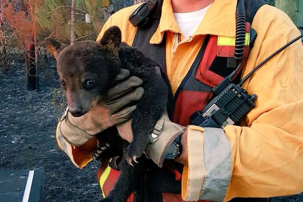 fishermen rescue drowning cubs