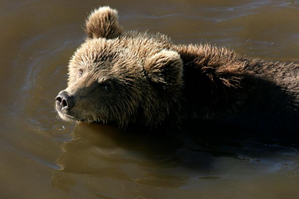 bear cub drowning fishermen