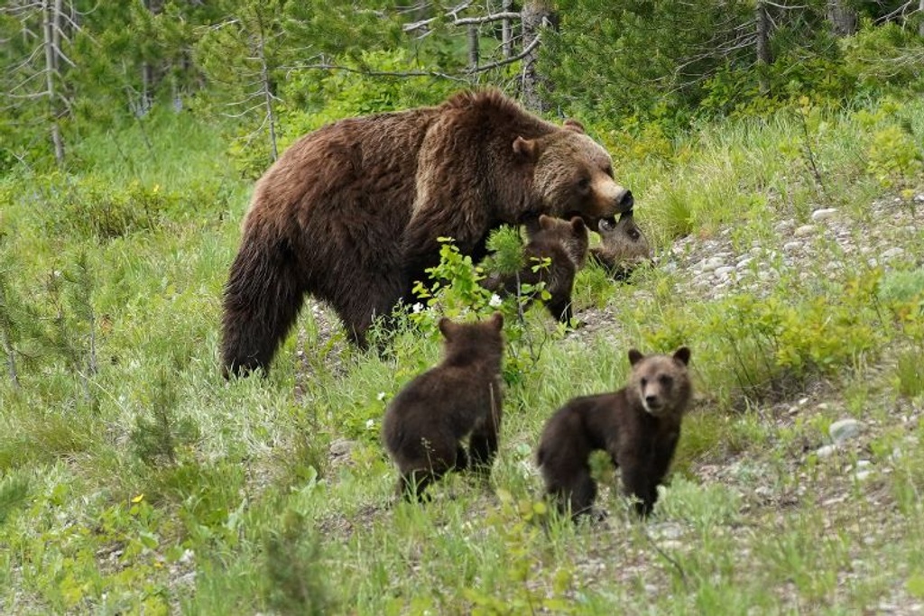 mother bear cubs survival