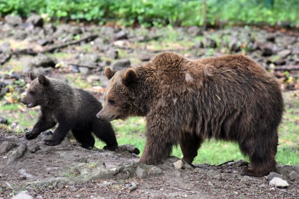 mother bear eats cubs
