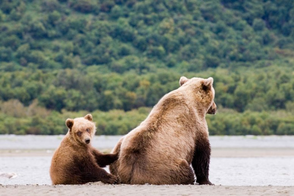 protective mother bear cubs