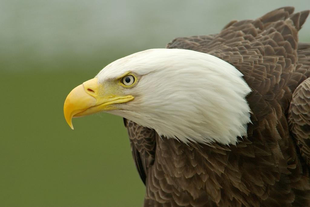 u.s. eagle lead poisoning