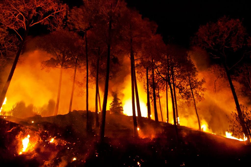 himalayan wildfires pine trees