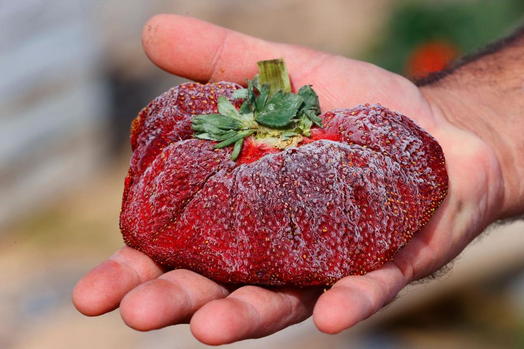worlds heaviest strawberry ariel