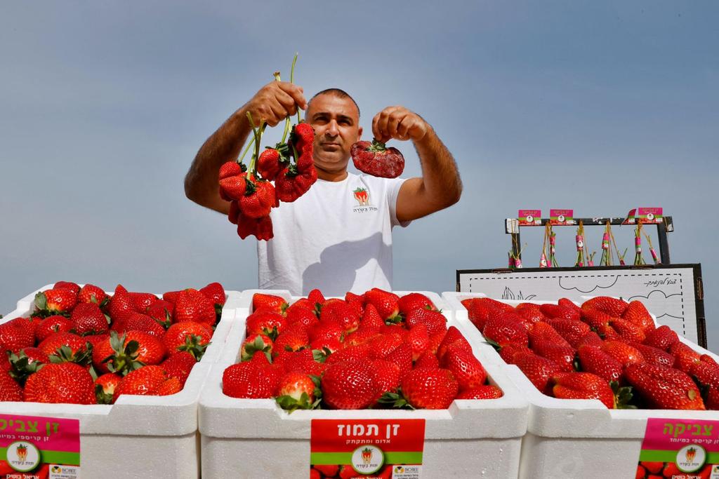 israeli world's largest strawberry