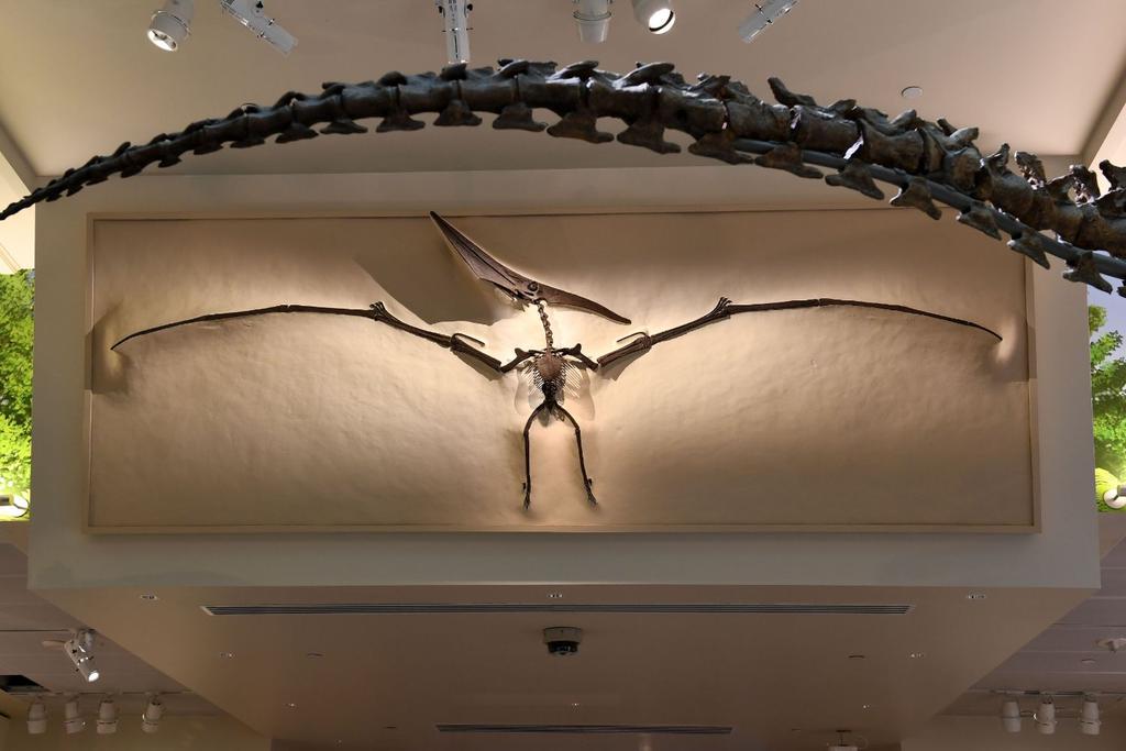 jurassic pterosaur fossil discovery