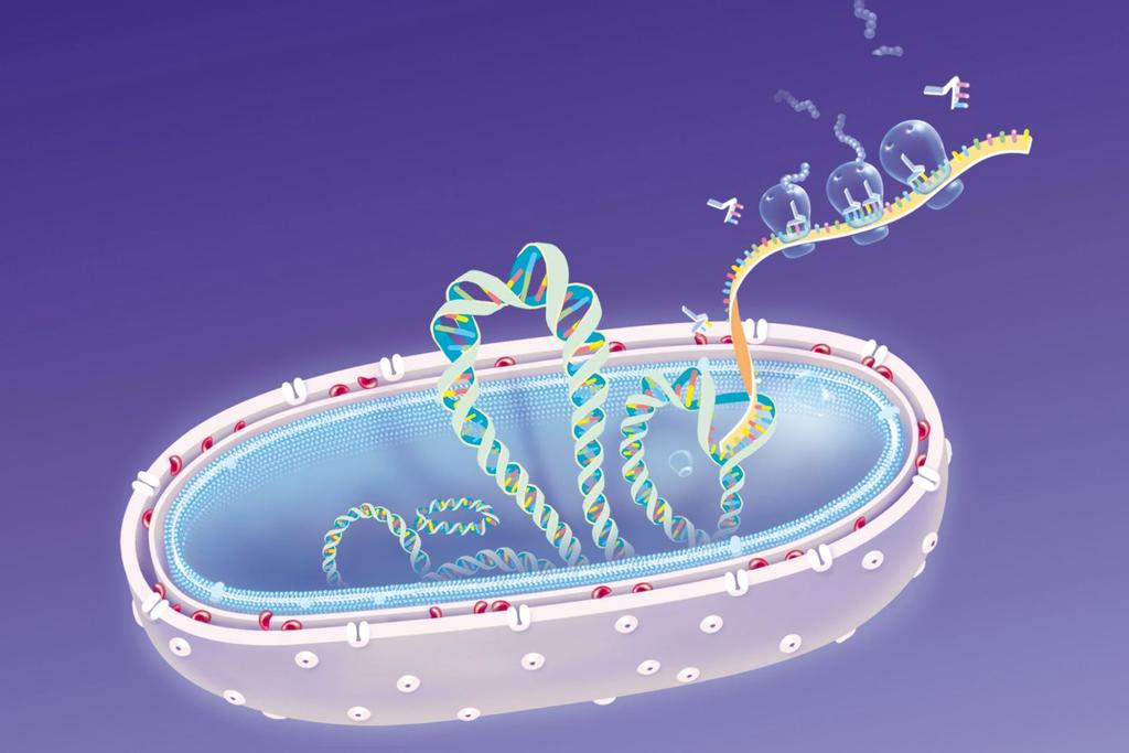 bacterium membrane dna analysis 