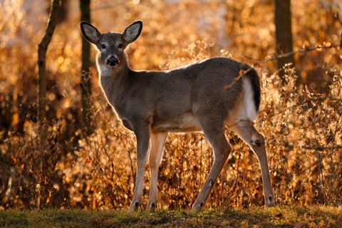 deer contracts corona virus