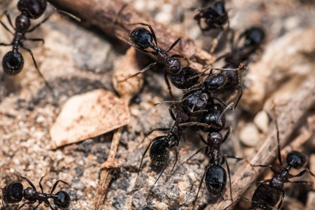 ants big island wildlife