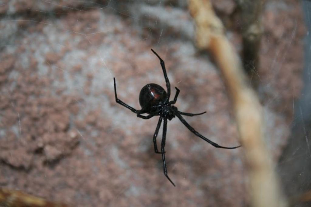 deadly black widow spider