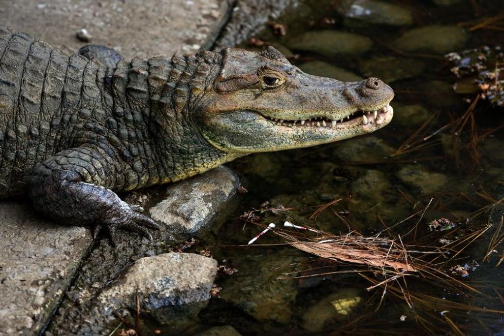 american alligator deadly animal
