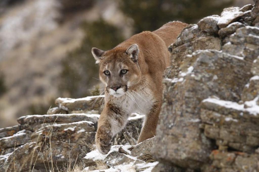 dangerous mountain lion predator