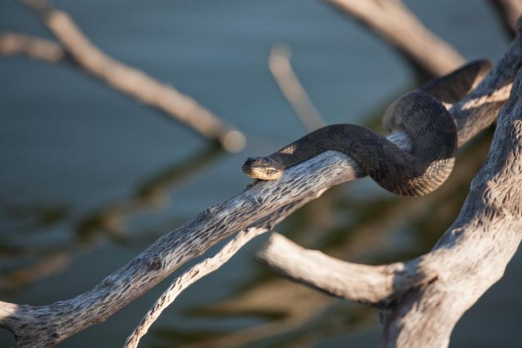 deadly water moccasin snake