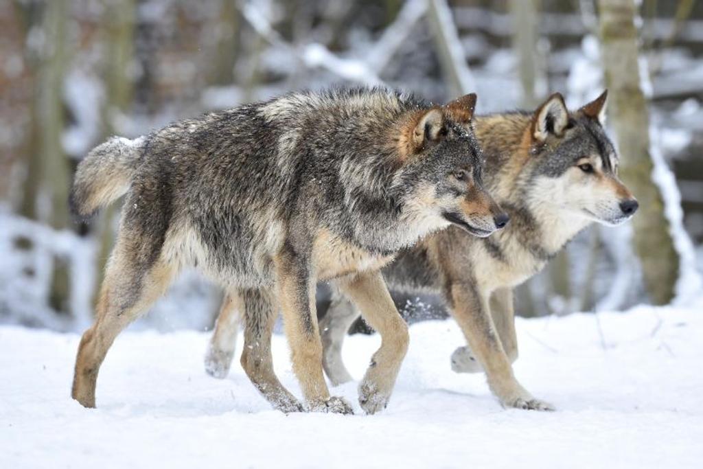 dangerous wolves deadly attack 
