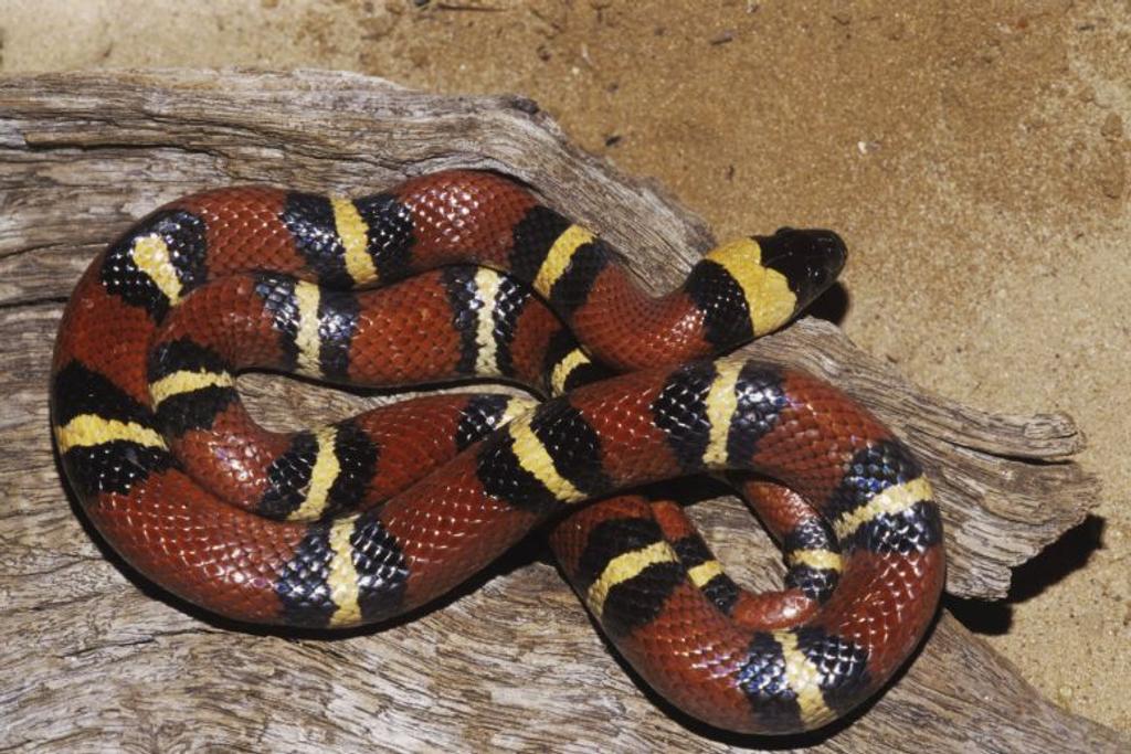 red yellow coral snake
