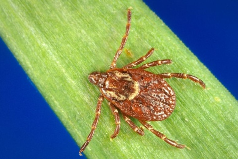 tick deadly lyme disease