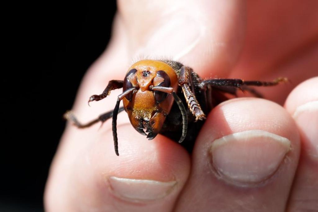 dangerous insects africanized honeybees 