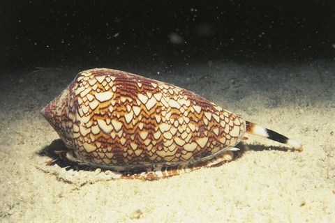 cone snail deadly venom