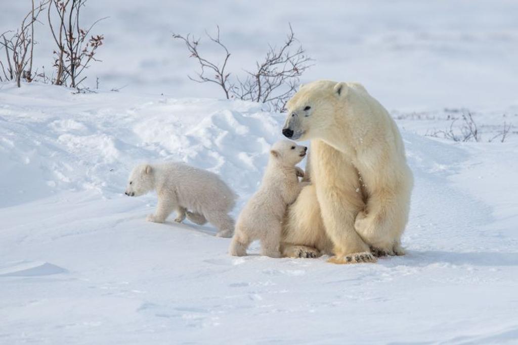 polar bear dangerous attack