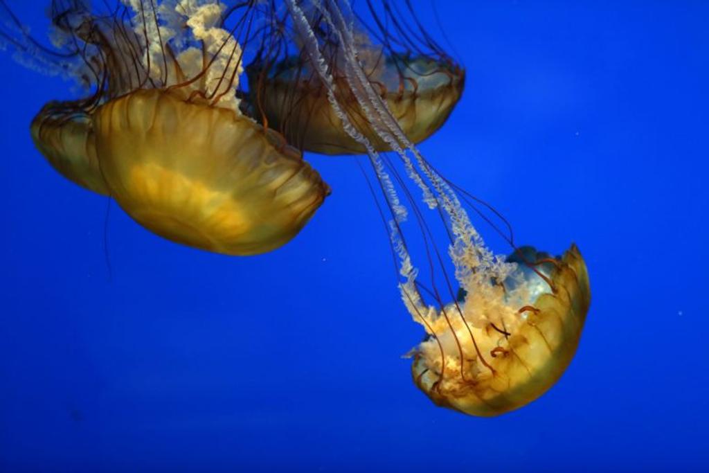 american jellyfish deadly sting
