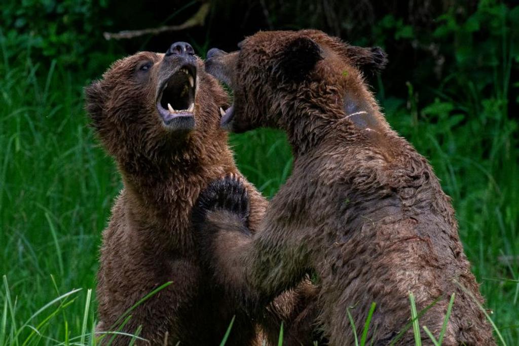 grizzly bears attack guide