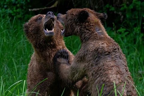 grizzly bears attack guide