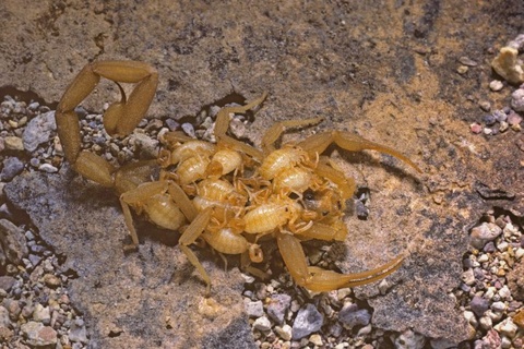 deadly arizona bark scorpion 