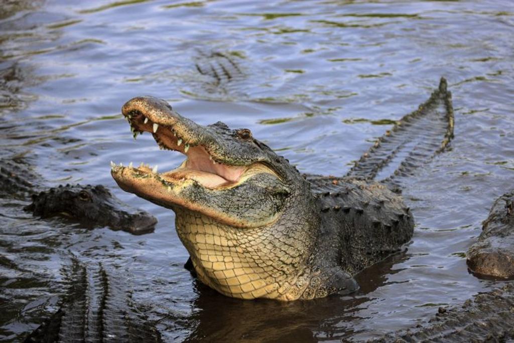 dangerous animals crocodile teeth