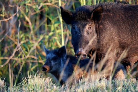 deadly animals feral pigs 