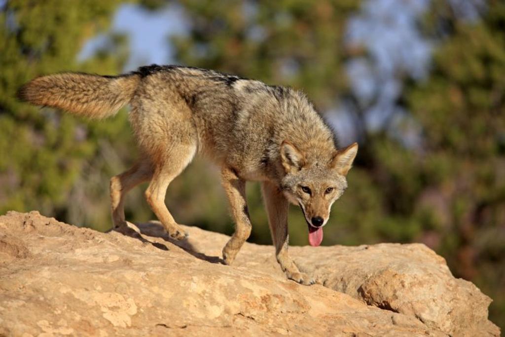 wild coyote dangerous animal
