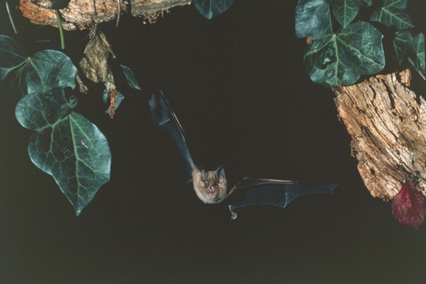 horseshoe bat rediscovered species