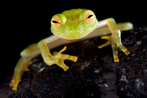 new glass frog species