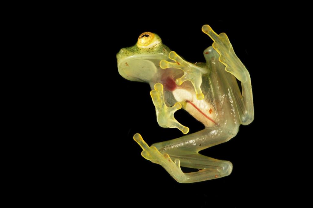 see through frog species