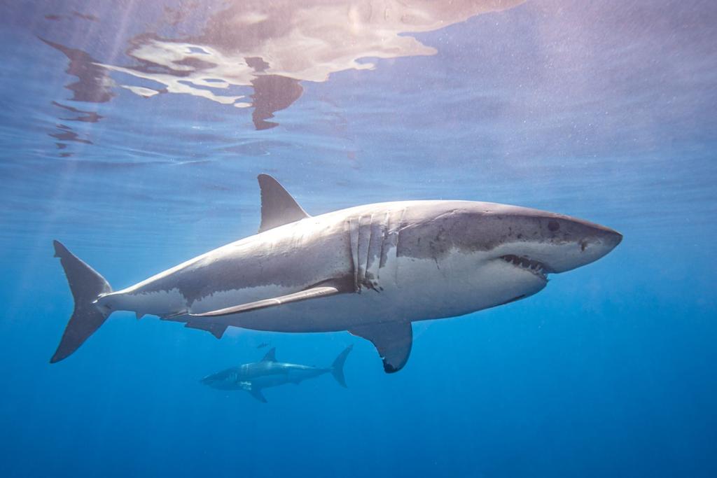 Great White Shark Behavior
