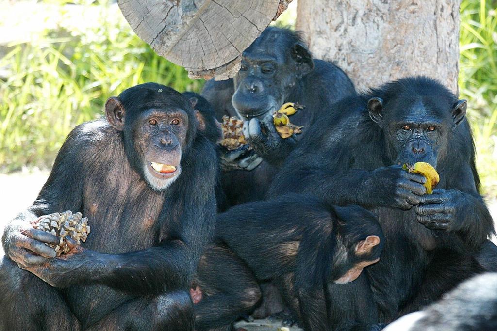 drunken monkey hypothesis evolution