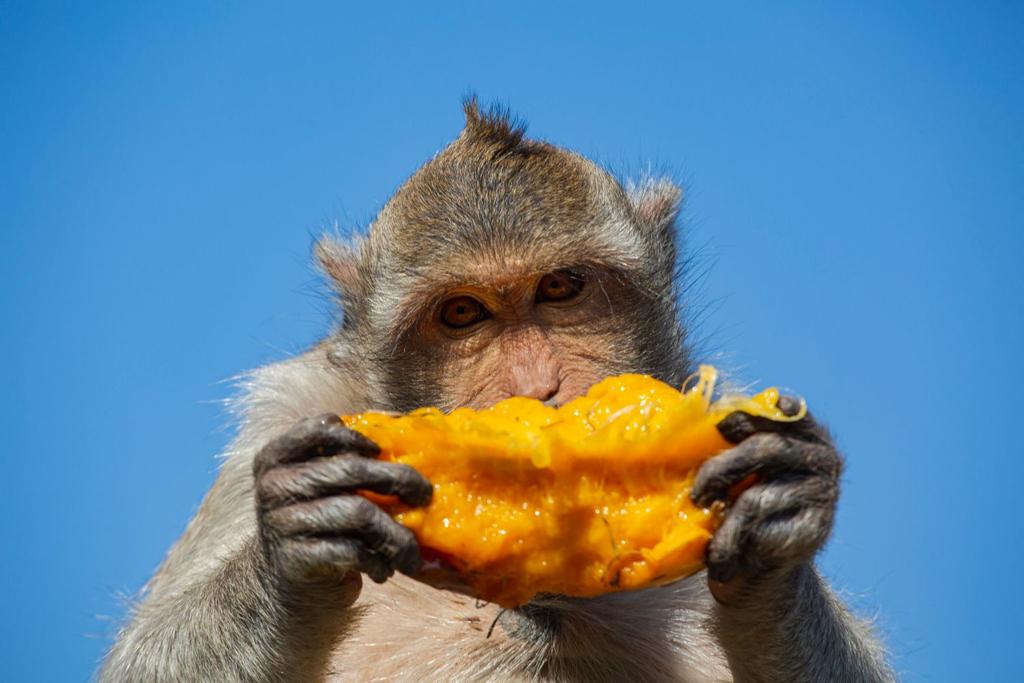 monkey fruit alcohol affinity