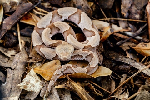 copperhead snakes deadly animals