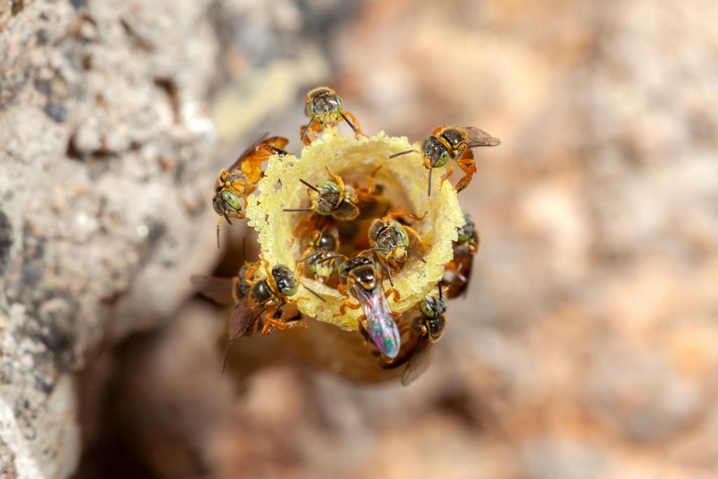 peru amazon stingless bee