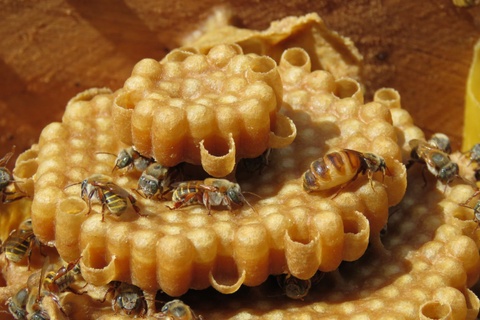 stingless bees medicinal honey