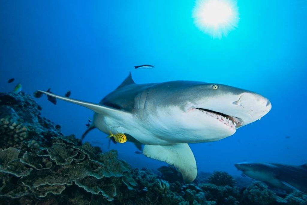 shark behavior natural disaster