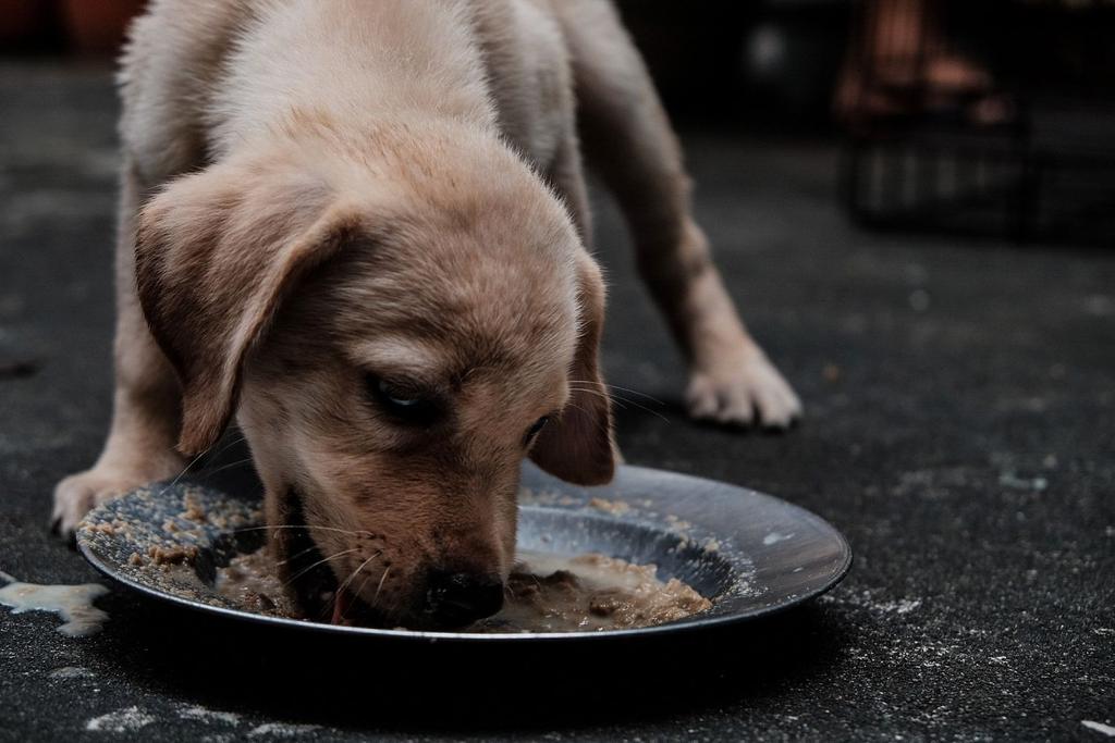 dog food bowl contamination 